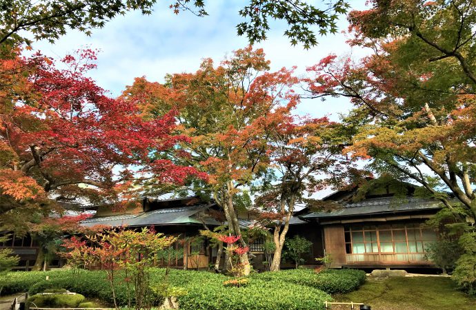 宝厳院の見どころは青もみじのライトアップと紅葉の庭